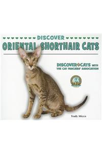 Discover Oriental Shorthair Cats
