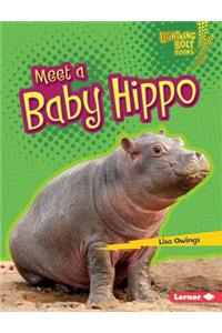 Meet a Baby Hippo