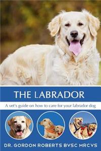 Labrador: A vet's guide on how to care for your Labrador dog