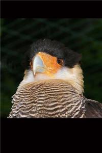 Caracara Vulture Journal