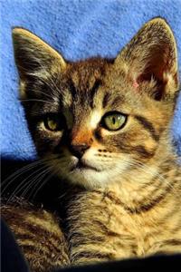 Precious Little Kitten Journal