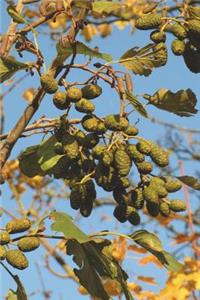 Catkins of Alder in Spring (Alnus Glutinosa) Journal