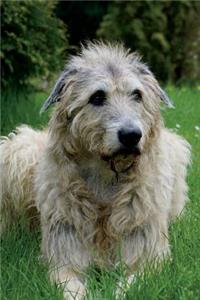 Irish Wolfhound Dog Portrait Journal