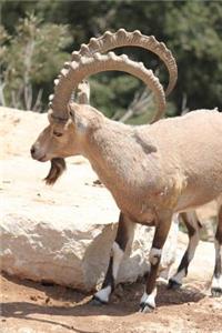 An Ibex on the Lion Ridge in the Alps Journal