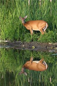 Pretty Awesome White-Tailed Deer Reflected in a Lake