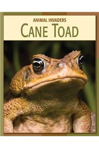 Cane Toad