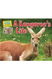 A Kangaroo's Life