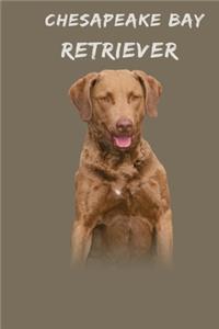 Chesapeake Bay Retriever