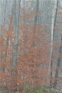 2020 Weekly Planner Autumn Woods Foggy Morning Late Fall Trees 134 Pages