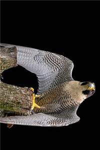 Stunning Peregrine Falcon Journal