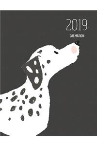 2019 Dalmation