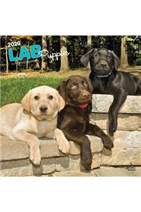 Labrador Retriever Puppies 2020 Square