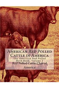 American Red Polled Cattle in America