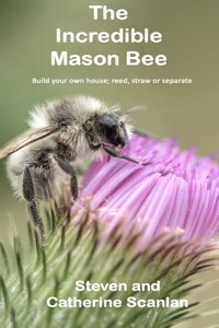 Incredible Mason Bee