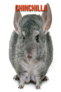 Chinchilla