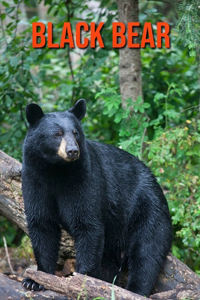 Black Bear