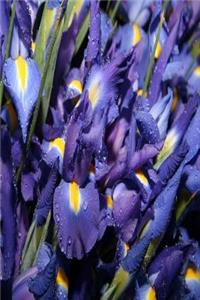Floral Journal Blue Iris Flowers In Bloom