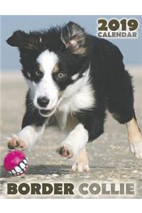 Border Collie 2019 Calendar