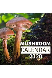 Mushroom Calendar 2020