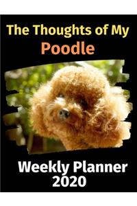The Thoughts of My Poodle