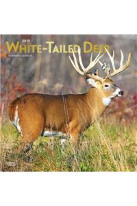 White Tailed Deer 2019 Square Foil