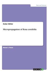 Micropropagation of Rosa centifolia