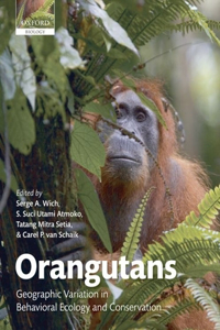 Orangutans