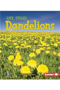 Dandelions
