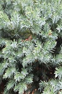 School Composition Book Spruce Evergreen Bush Needles