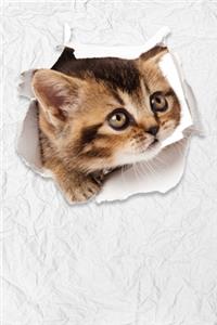 Cute Kitten