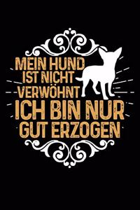 Nicht Verwöhnt (Chihuahua)