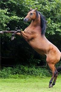 Rearing Horse Journal