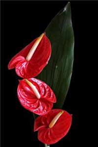 Red Anthurium Flower Journal