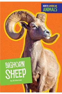 Bighorn Sheep