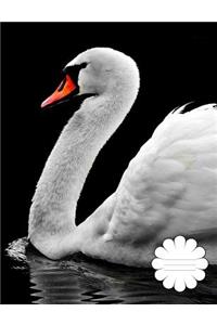 Swan