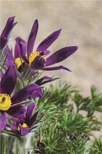 Pulsatilla Vulgaris Pasque Flowers Blooming in the Garden Journal