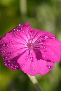 Silene Coronaria Campion Journal