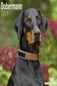 Dobermann Calendar 2019