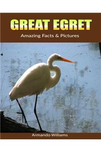Great Egret: Amazing Facts & Pictures