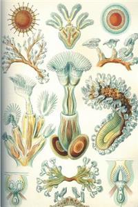 Haeckel Scientific Biological Art Notebook
