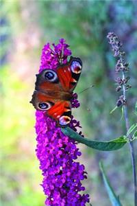 Butterfly Notebook