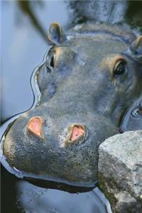A Small Hippo in the Water Journal