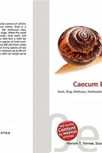 Caecum Bipartitum