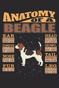 Anatomy Of A Beagle