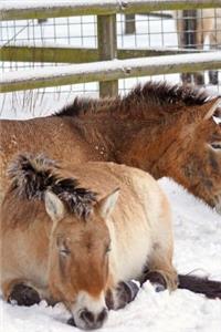 Przewalski's Horse Mongolian Wild Horse in the Snow Journal