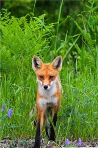 Solitary Red Fox in a Meadow Journal