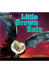 Little Brown Bats