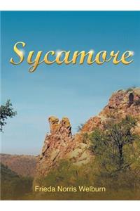 Sycamore