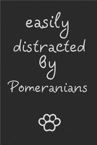 Easily distracted by Pomeranians