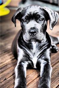 Beautiful Cane Corso Puppy Dog Journal